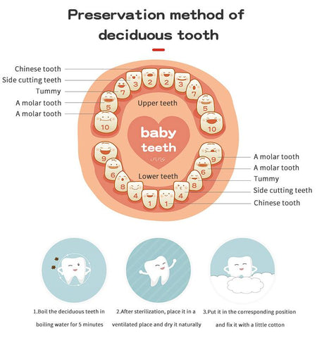 Language English Baby Wood Tooth Box Organizer Milk Teeth-TB00798-Veeddydropshipping Language English Baby Wood Tooth Box Organizer Milk Teeth-TB00798-Veeddydropshipping