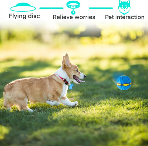 Interactive Frisbee Dog Toy-Veeddydropshipping