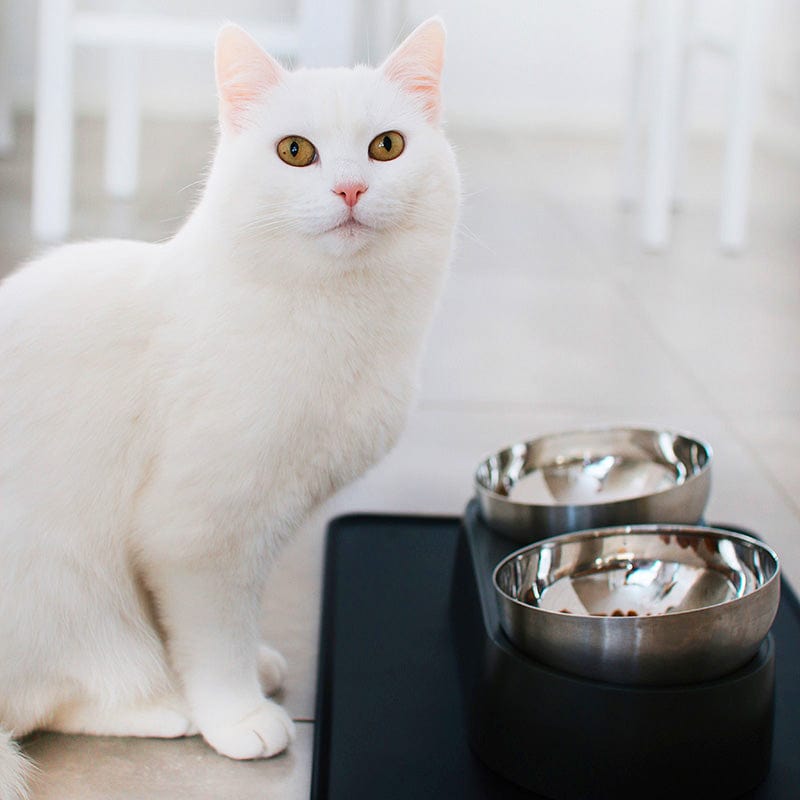PetFeederSteelCatFoodBowls-Veeddydropshipping-2