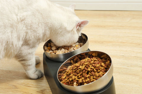 PetFeederSteelCatFoodBowls-Veeddydropshipping-3