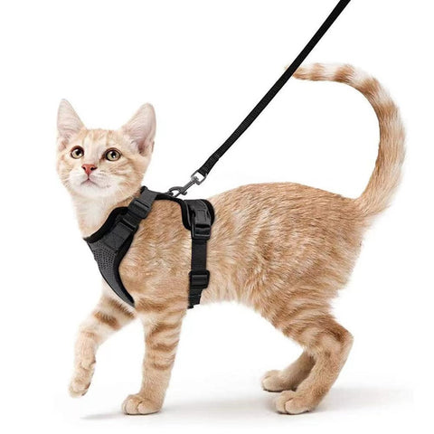 PetHarnessLeashPawProwl-WalkingCatHarness-Veeddydropshipping_1