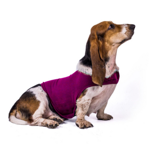    DogClothes_DogAnxiety_ComfortClothing_WarmJacket_Vest-Veeddydropshipping-2