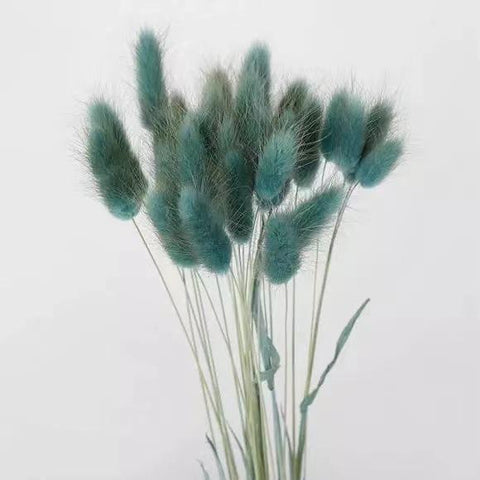 Natural Bunny Tail Grass Boho Fluffy Pampas Grass-HA00683-Veeddydropshipping