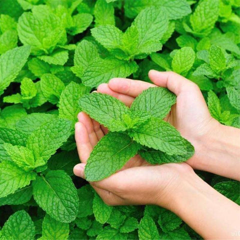 Simply Catnip Natural Organic Premium Catnip-HA01365-Veeddydropshipping