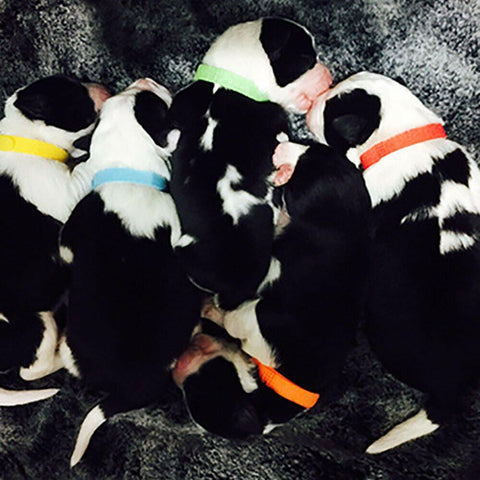 Dog Cat Velvet Reusable Identification ID Collars-HA01376-Veeddydropshipping
