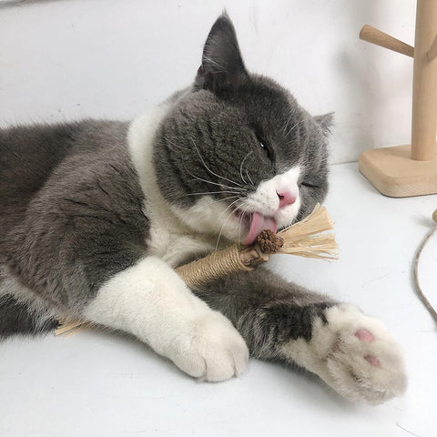 Matatabi Pet Cat Snacks Sticks Cleaning Tooth-HA01391-Veeddydropshipping