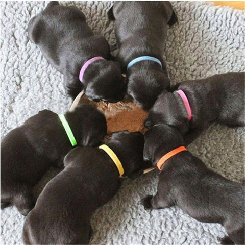 Dog Cat Velvet Reusable Identification ID Collars-HA01376-Veeddydropshipping