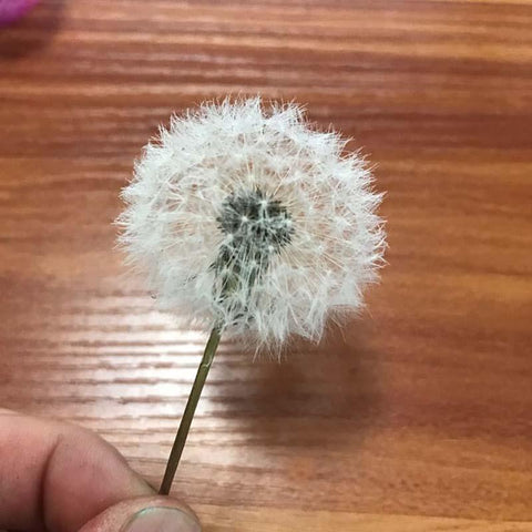Real Natural Dried Dandelion Flower Heads-HA00723-Veeddydropshipping