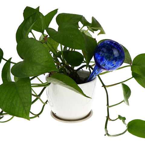 automatic watering glass ball Plant Watering-HA01541-Veeddydropshipping
