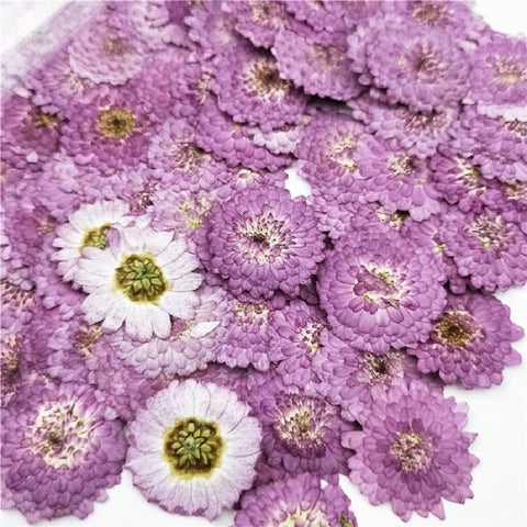 Natural Pressed Flowers Real Dried Chrysanthemum-HA00709-Veeddydropshipping