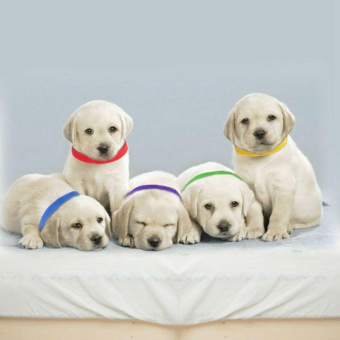 Dog Cat Velvet Reusable Identification ID Collars-HA01376-Veeddydropshipping
