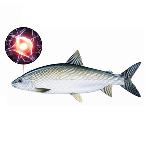 20ml Carp Fishing Bait Additive Boilies Pop-Up Pellet Attractant Flavoured Spray -OS00418-Veeddydropshipping