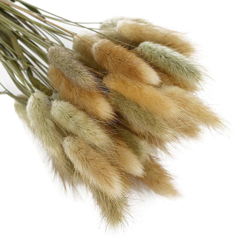Pastoral Rabbit Tail Grass Bunny Tails Dried Flowers-HA00653-Veeddydropshipping