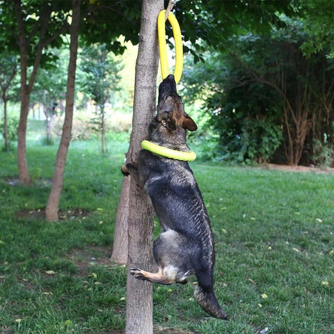 Big Dogs Interactive Training Ring Puller-HA01491-Veeddydropshipping
