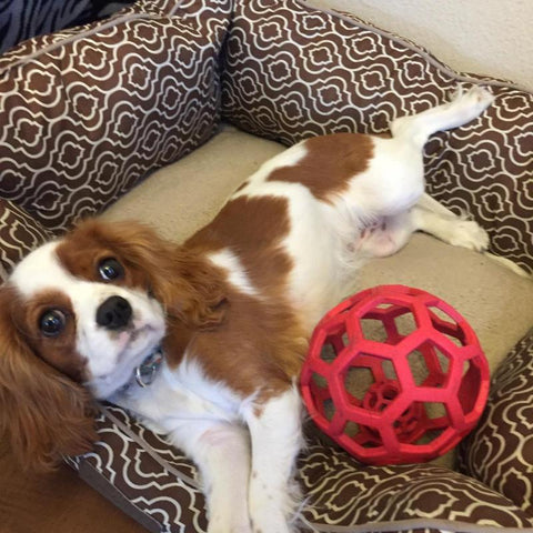 Dog Chew Toy Natural Rubber Puzzle Ball-HA01507-Veeddydropshipping
