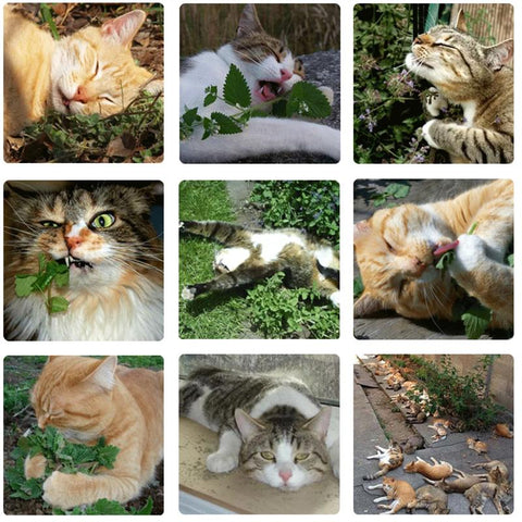 Simply Catnip Natural Organic Premium Catnip-HA01365-Veeddydropshipping