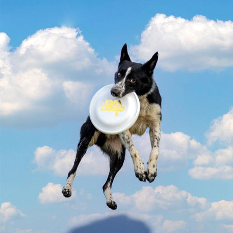 Dog Flying Disc Windproof Stable-HA01505-Veeddydropshipping