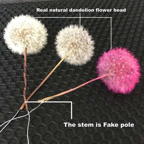 Real Natural Dried Dandelion Flower Heads-HA00723-Veeddydropshipping