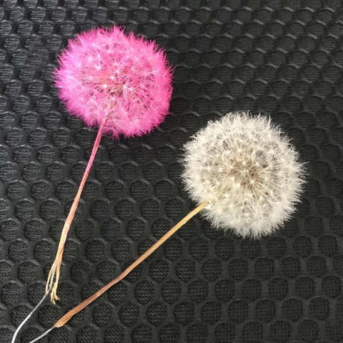Real Natural Dried Dandelion Flower Heads-HA00723-Veeddydropshipping