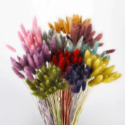 Natural Bunny Tail Grass Boho Fluffy Pampas Grass-HA00683-Veeddydropshipping