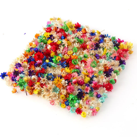 Decorative Dried Flower Mini Star Bouquet-HA00646-Veeddydropshipping