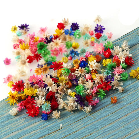 Decorative Dried Flower Mini Star Bouquet-HA00646-Veeddydropshipping