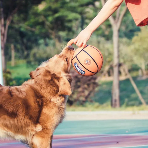 Dog Toys Bite-Resistant Pet Toy Ball-HA01485-Veeddydropshipping