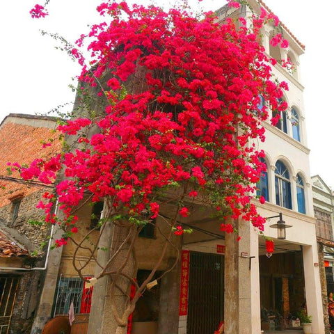 artificial bougainvillea filigree fake flower-HA00774-Veeddydropshipping