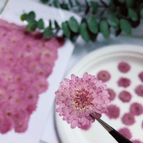 Natural Pressed Flowers Real Dried Chrysanthemum-HA00709-Veeddydropshipping