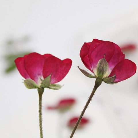 rose dried flowers all kinds of DIY dry flower-HA00672-Veeddydropshipping