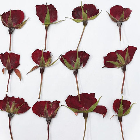 rose dried flowers all kinds of DIY dry flower-HA00672-Veeddydropshipping