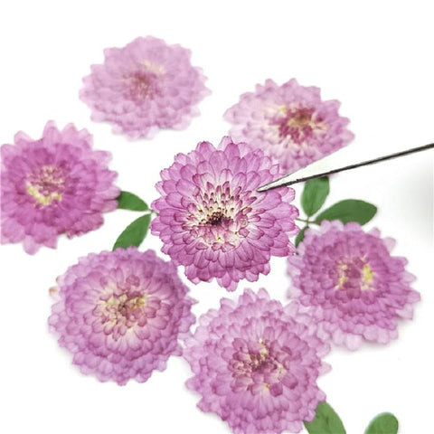 Natural Pressed Flowers Real Dried Chrysanthemum-HA00709-Veeddydropshipping