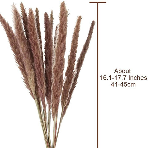 Dried Pampas Grass Decor Beautiful Reed Wedding Flower-HA00661-Veeddydropshipping