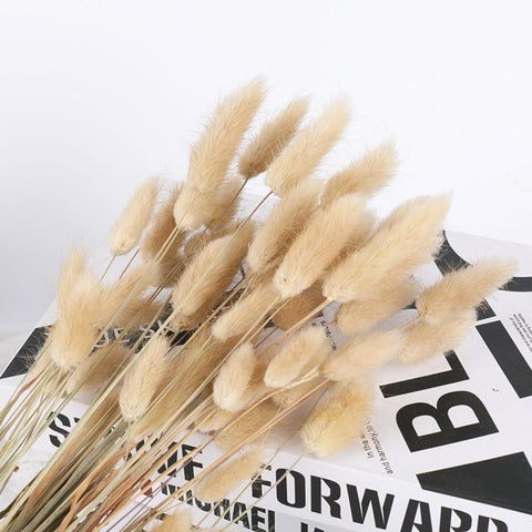 Natural Bunny Tail Grass Boho Fluffy Pampas Grass-HA00683-Veeddydropshipping