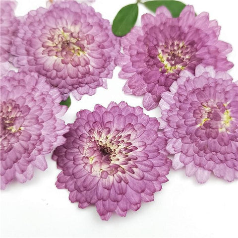 Natural Pressed Flowers Real Dried Chrysanthemum-HA00709-Veeddydropshipping