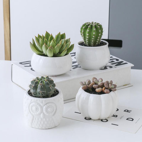 Plant Shelves Flower Display Stand-HA01721-Veeddydropshipping