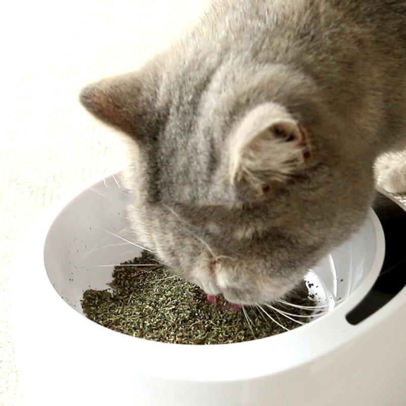 Simply Catnip Natural Organic Premium Catnip-HA01365-Veeddydropshipping