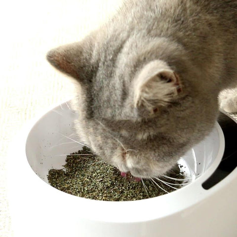 Simply Catnip Natural Organic Premium Catnip-HA01365-Veeddydropshipping
