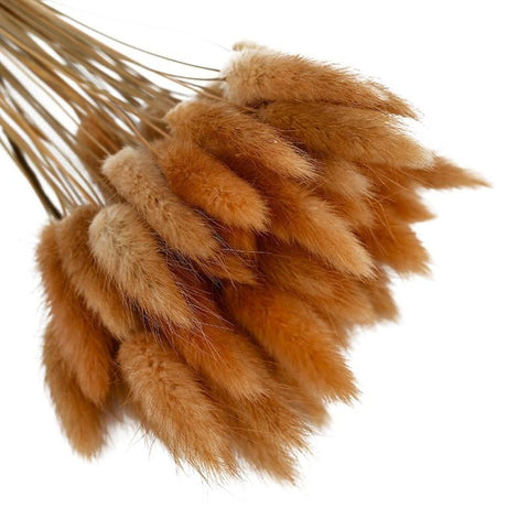 Pastoral Rabbit Tail Grass Bunny Tails Dried Flowers-HA00653-Veeddydropshipping