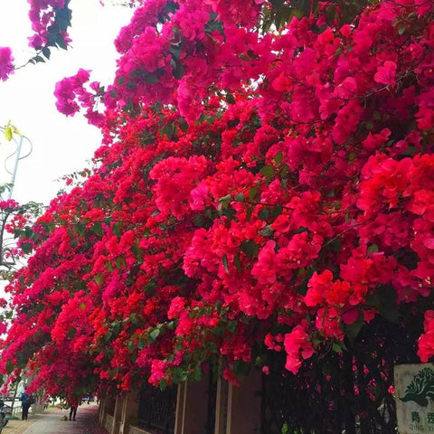 artificial bougainvillea filigree fake flower-HA00774-Veeddydropshipping