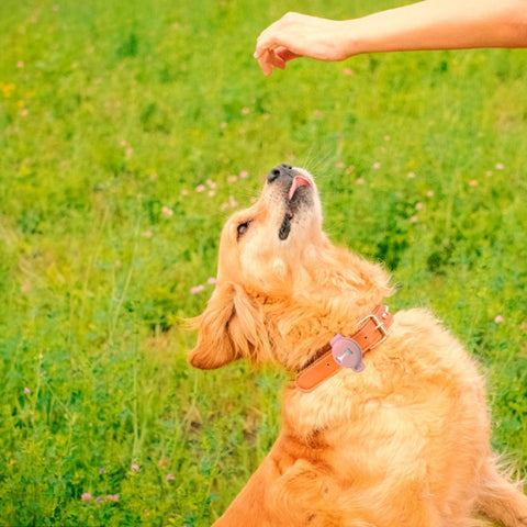 Dog GPS Tracker Cover Smart Locator-HA01463-Veeddydropshipping