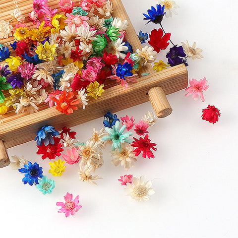 Decorative Dried Flower Mini Star Bouquet-HA00646-Veeddydropshipping