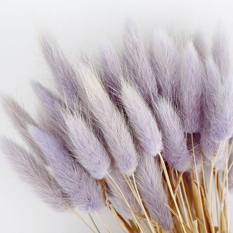 Pastoral Rabbit Tail Grass Bunny Tails Dried Flowers-HA00653-Veeddydropshipping