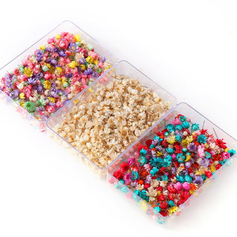 Decorative Dried Flower Mini Star Bouquet-HA00646-Veeddydropshipping