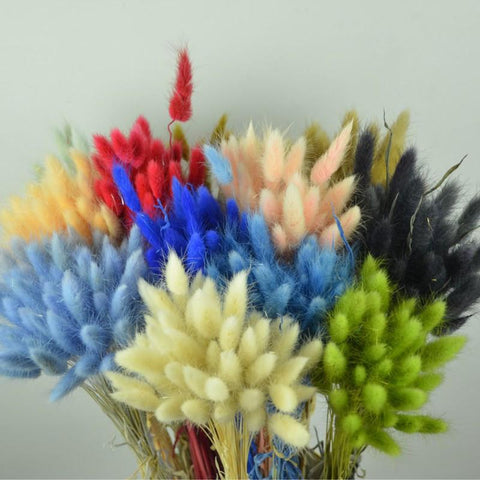 Pastoral Rabbit Tail Grass Bunny Tails Dried Flowers-HA00653-Veeddydropshipping