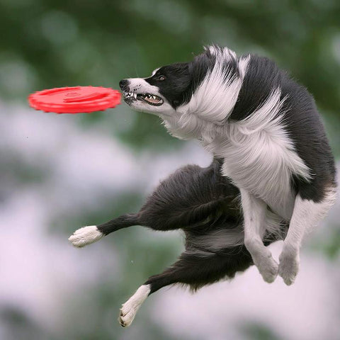 Pet UFO Toys Dog Flying Discs Trainning-HA01493-Veeddydropshipping