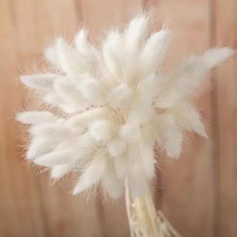 Natural Bunny Tail Grass Boho Fluffy Pampas Grass-HA00683-Veeddydropshipping