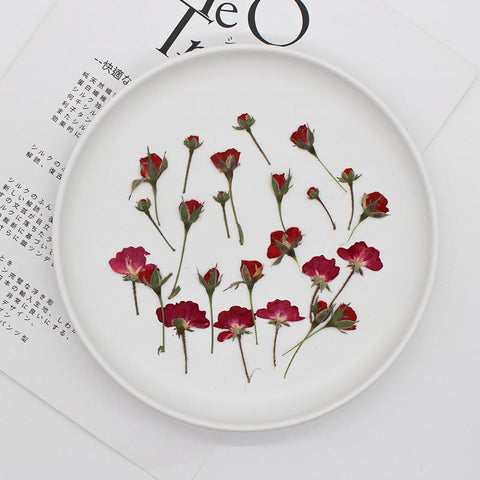 rose dried flowers all kinds of DIY dry flower-HA00672-Veeddydropshipping