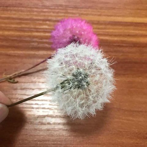 Real Natural Dried Dandelion Flower Heads-HA00723-Veeddydropshipping