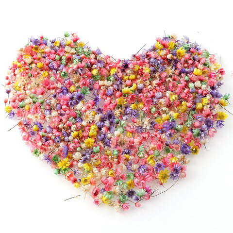 Decorative Dried Flower Mini Star Bouquet-HA00646-Veeddydropshipping